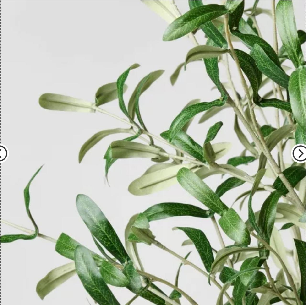 Olive Leaf Potted Arrangement from Threshold with Studio McGee