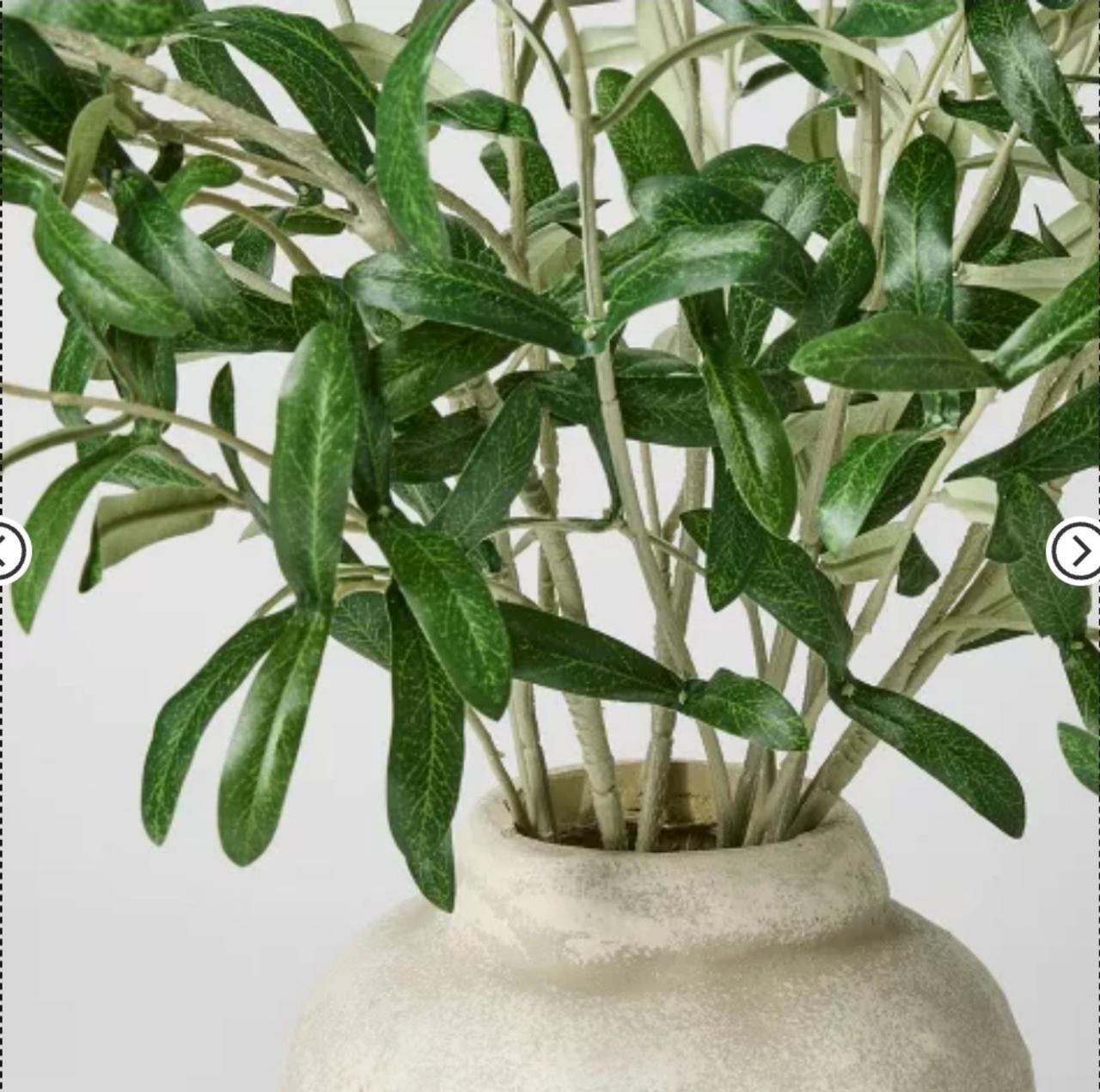 Olive Leaf Potted Arrangement from Threshold with Studio McGee